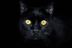 eine-schwarze-katze