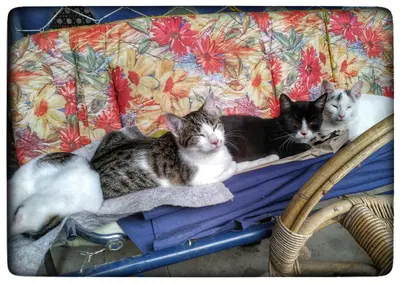 vier-katzen-liegen-auf-einer-gartenschaukel