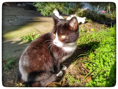 11 Wichtigsten Gründe Für Eine Schwarze Katze Neu Deine
