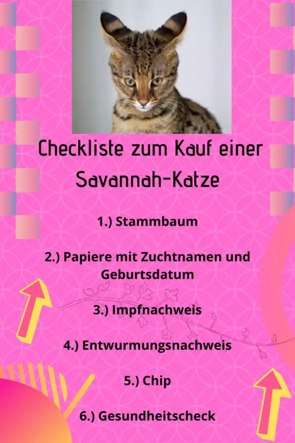 Kauf-einer-Savannah-Katze