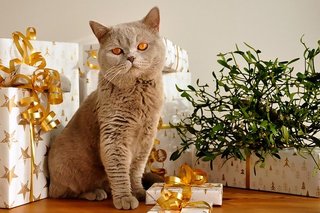 eine katze mit weihnachtsgeschenk