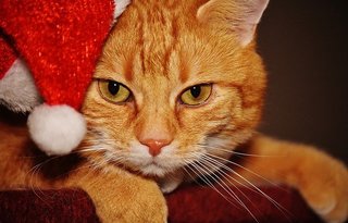 weihnachtsgeschenk-fuer-katze