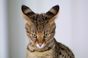 savannah-katzen-in-der-wohnung