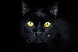 11 Wichtigsten Grunde Fur Eine Schwarze Katze Neu Deine Katze Und Du