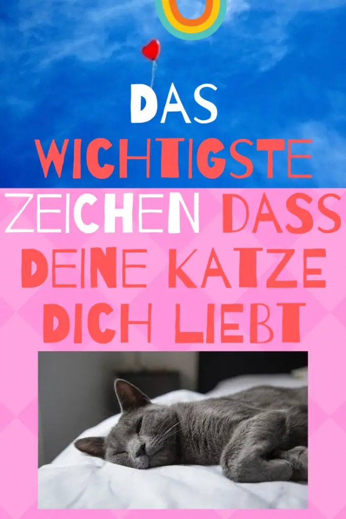 grafik-wichtigste-zeichen-das-deine-katze-dich-liebt