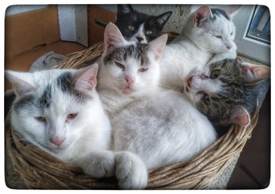 katzen-zusammengekuschelt-im-winter-draußen