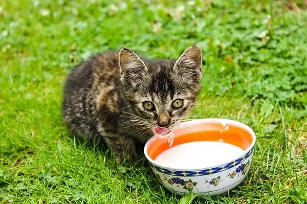 Meine Katze Trinkt Kein Wasser Nur Katzenmilch