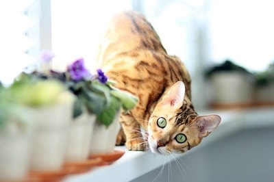 bengal-katze-die-schmust