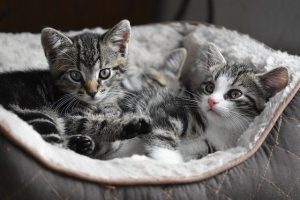 verschmuste-katzen-in-einem-koerbchen