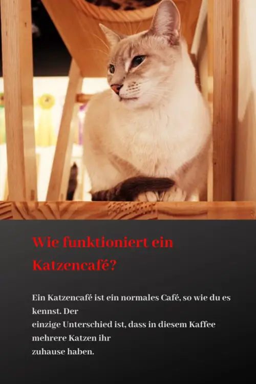 wie-funktioniert-ein-katzencafe-infografik