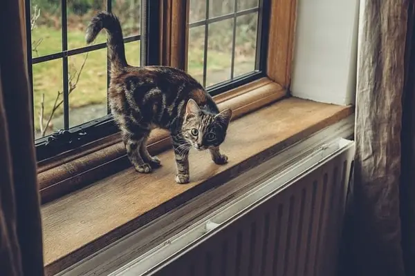 Katze Aus Fenster Gefallen
