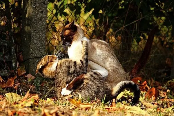 nachbars-katze-greift-meine-katze-an